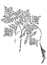 drawing of botrypus virginianum plant parts